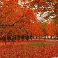 Gorgeous Autumn