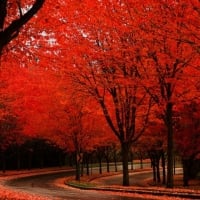 Red Autumn Road