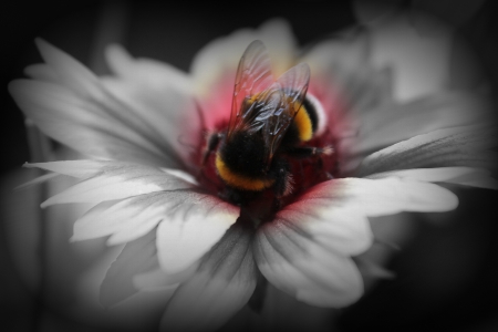 Bumblebee - download, hommel, black and white, wallpaper, bumblebee