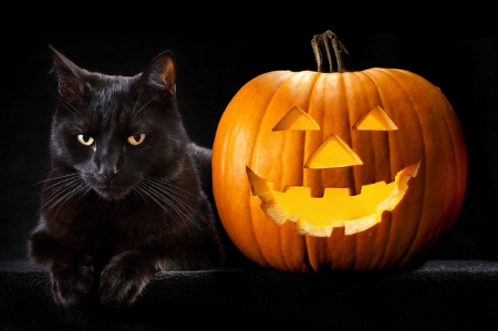 Halloween Black Cat - black cat, photography, cute, halloween, pumpkin, cat, kitty