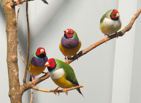 Out On A Limb - colorful, branches, birds, nature, limb, tree