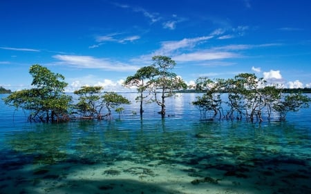 MORNING CALM - submerged land, water, landscape, ocean, india, clouds, island, trees, tsunami