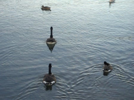 Ducks and Canadian Geese - Humber-Bay, Canadian-Geese, Ducks, Toronto