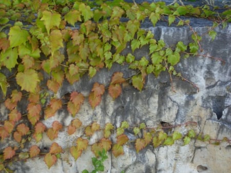 Creeping Vine Along Rock Wall - rock, vine, creeping, wall