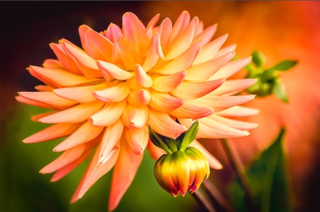 Orange flower - pretty, delicate, beautiful, bud, lovely, flower, petals, orange, leaves, tender, nice