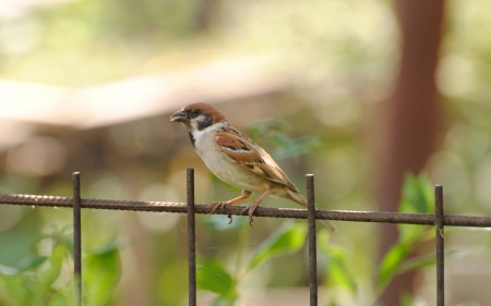 Sparrow - fly, animal, sparrow, bird