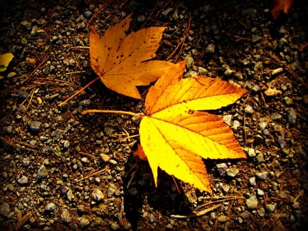 ♥ Two Lonely Autumn Leaves ♥