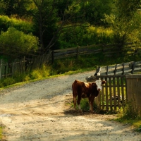The country-Cluj