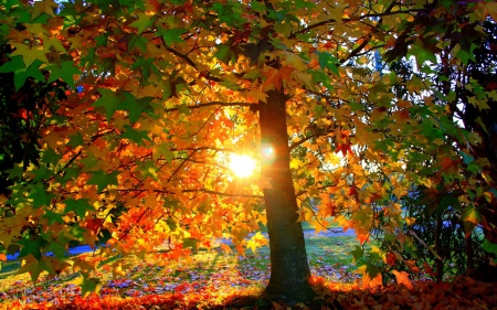 Autumn Sunshine - scenery, beautiful, autumn, sunshine, tree, leaves