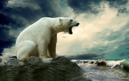 Polar Bear - animal, sea, bear, wild