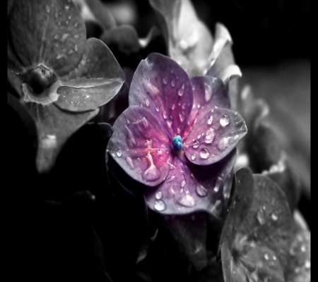 Hydrangea Flower - pretty, water, beautiful, drops, beauty, lovely, flower, sweet, black, grey, white, nature, purple, cute, art