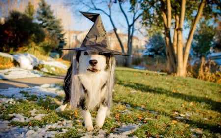 Ready for Halloween - funny, animal, cute, halloween, white, witch, hat, nature, dog, green