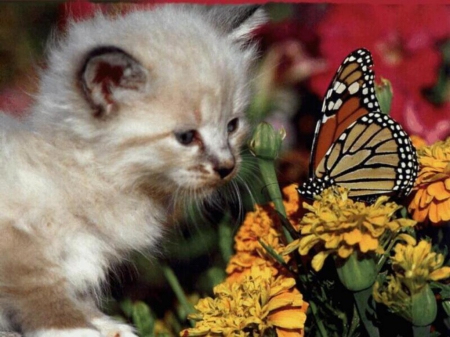 Butterfly And Kitty - butterfly, pets, animals, kitty