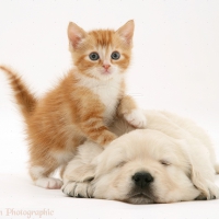 Kitty And Puppy
