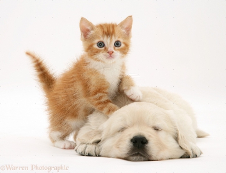 Kitty And Puppy - puppy, cat, dog, kitty