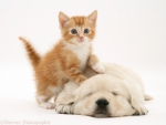 Kitty And Puppy