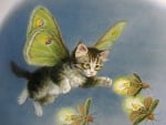 Butterfly Kitty