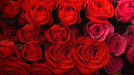 Endless Roses - love, rose, flower, red