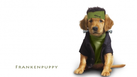 Frankenpuppy - Autumn, Frankenstein, costume, Fall, dog, Halloween, puppy