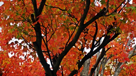 Autumn Scene - fall trees, autumn view, scenic autumn, autumn trees, Autumn Scene