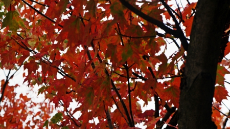 Fall Trees - orange tree, autumn colors, Fall Trees, red tree, fall colors, autumn trees