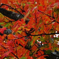 Orange And Red Autumn