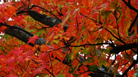 Orange And Red Autumn - orange autumn, red autumn, autumn colors, fall colors, Orange And Red Autumn