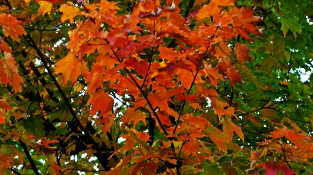 Beautiful Fall - autumn colors, beautiful autumn, fall colors, beautiful fall