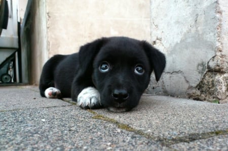 Cute Puppy Dog Eyes! - dogs, puppy, animals, eyes