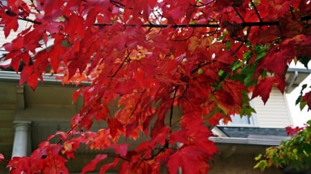 Red Autumn - red leaves, red autumn, red trees, scenic autumn