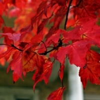 Beautiful Autumn Leaves