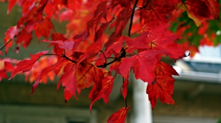 Beautiful Autumn Leaves - gorgeous autumn, red autumn, beautiful autumn leaves, autumn leaves