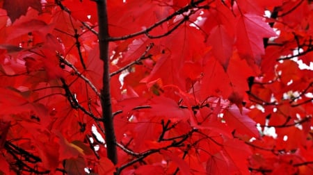 Autumn's Touch - fall trees, fall leaves, autumn leaves, autumn trees