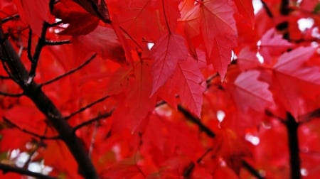 Autumn Leaves - beautiful autumn, autumn leaves, beautiful fall, fall leaves