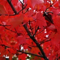 Red Autumn Leaves