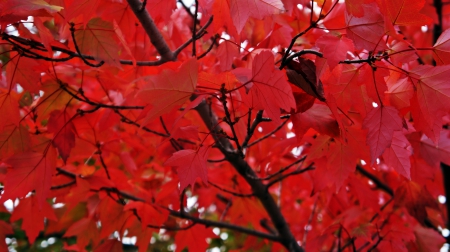 Red Autumn Leaves - red leaves, Red Autumn Leaves, gorgeous autumn, Red Autumn