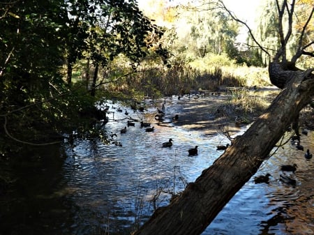 mulligan's pond - trees, water, ducks, parks