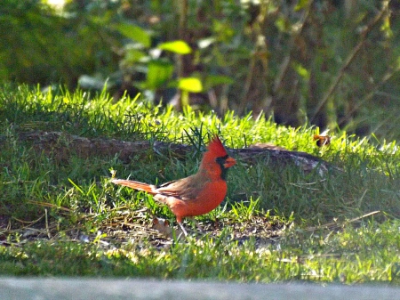 red cardinal - bird, cardinal, red, green, grass