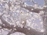 White Snowy Owl