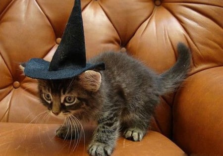 Witchy Kitty ~ For Carmen - nature, beauty, animals, cats