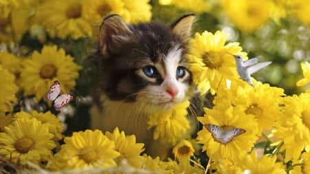 Kitten Looking at a Hummingbird - nature, beauty, birds, cats