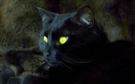 Countdown To Halloween... - black, eyes, halloween, cat, scary