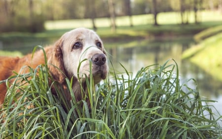 Dog - face, pretty, playful dog, cute, animals, beautiful, sweet, puppy, playful, dogs, puppies, lovely, dog face