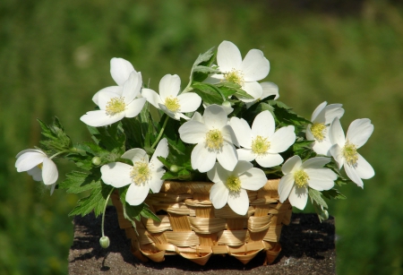 *** White and beautiful *** - white, flower, flowers, life, still, nature