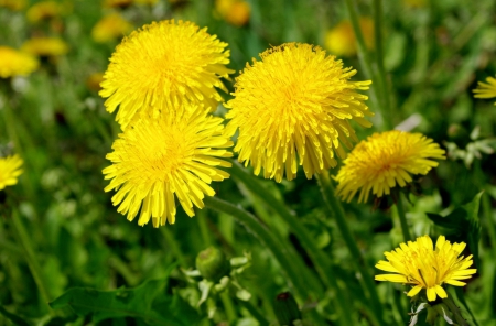 *** Yellow on the field *** - nature, yellow, field, flowers, flower