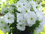 *** White flowers ***