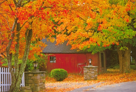 Fall Colors - autumn, trees, leaves, path, shed