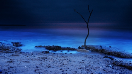 dead sapling on a beach at night - beach, sapling, night, sea, rocks