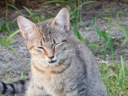 HAPPY CAT - nature, fun, lol, animals, cats, pets, outdoors, happy