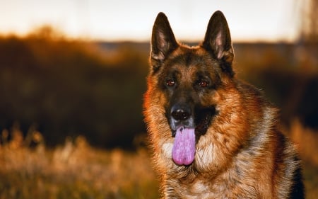 *** German Shepherd *** - animal, shepherd, dogs, dog, german, animals